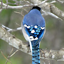 Blue Jay