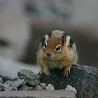 Golden-mantled Ground Squirrel