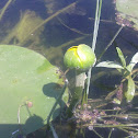 Yellow Water-lily
