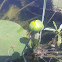 Yellow Water-lily