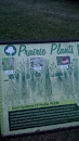 Prairie Plants