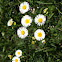 Fleabane