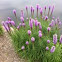 Blazing Star