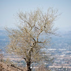 Palo Verde Tree