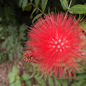 Flor De La Cruz