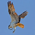 Birds of the Pacific North West