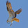 Birds of the Pacific North West