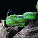 Gushnayera or Guatemalan palm viper