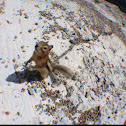 Golden-mantled Ground Squirrel