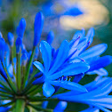 Blue Agapanthus