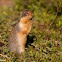 Columbian Ground Squirrel