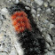 Wooly Bear