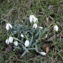 Snowdrop