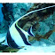 Moorish Idol