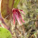 Orquídea