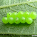 Eggs of the Green Stink Bug