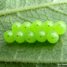 Eggs of the Green Stink Bug