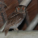 Tropical Screech Owl
