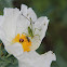 Pricklypoppy