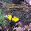 Yellow Staghorn