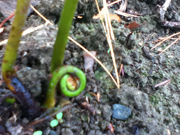 Spotting Image 1
