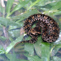 hog nosed pit viper