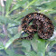 hog nosed pit viper