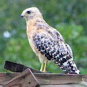 Hawk