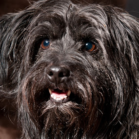 Doggy Smiles :) by Stefen Dicks - Pets Dogs ( pet, dog, smile, teeth )