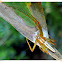 Lynx Spider