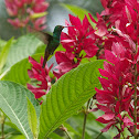 Colibrí, Gorrión, Amazilia Rabirrufa ( Macho )