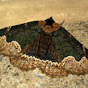 Horrid Zale Moth