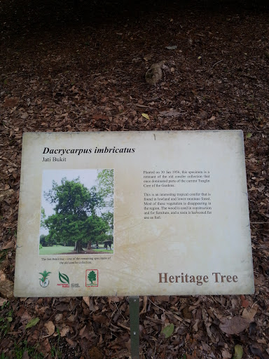 Darcrycarpus Imbricatus