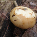 Mushroom