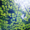 Canopy