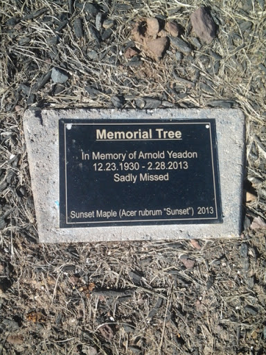 Memorial Maple