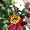 bee + Dhalia