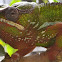 Panther chameleon