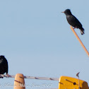 Spotless Starling; Estornino Negro