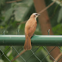 Yellow-vented Bulbul