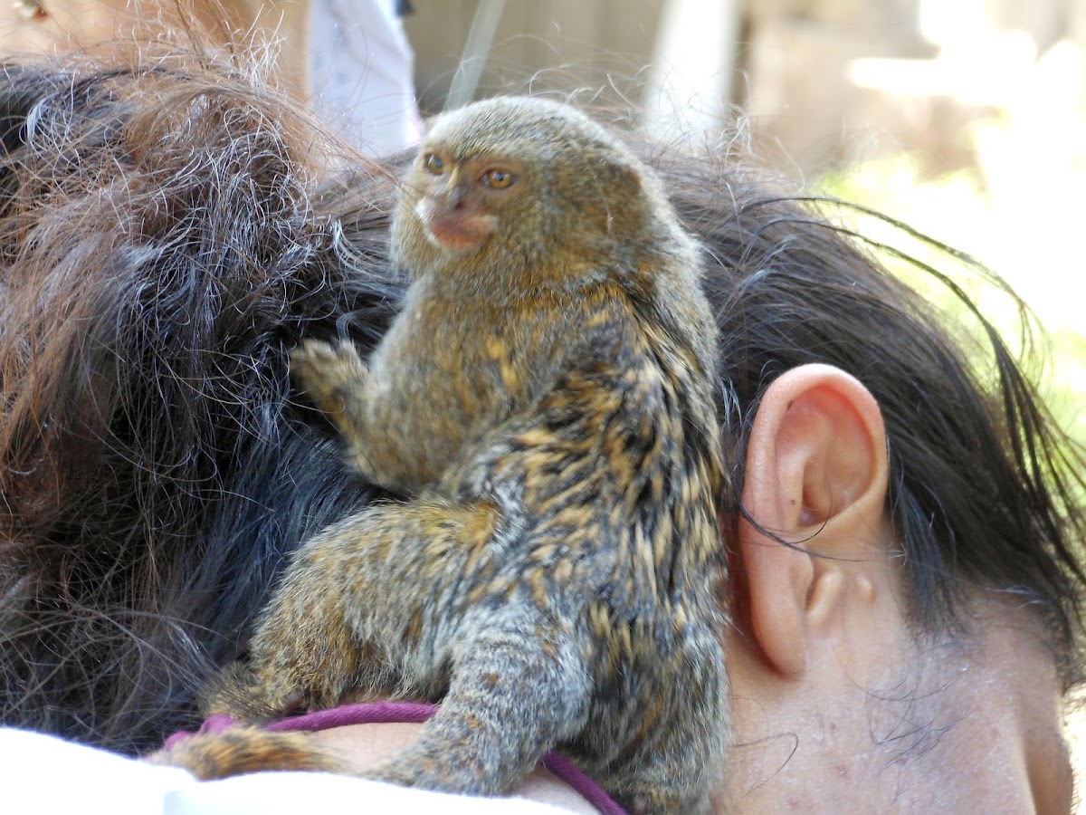 Pygmy Marmoset
