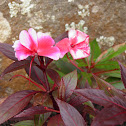Impatiens