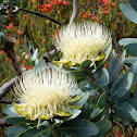 Waboom Protea