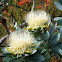 Waboom Protea