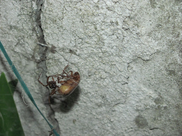 Spotting Image 1