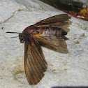 Moth