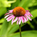 Purple Coneflower