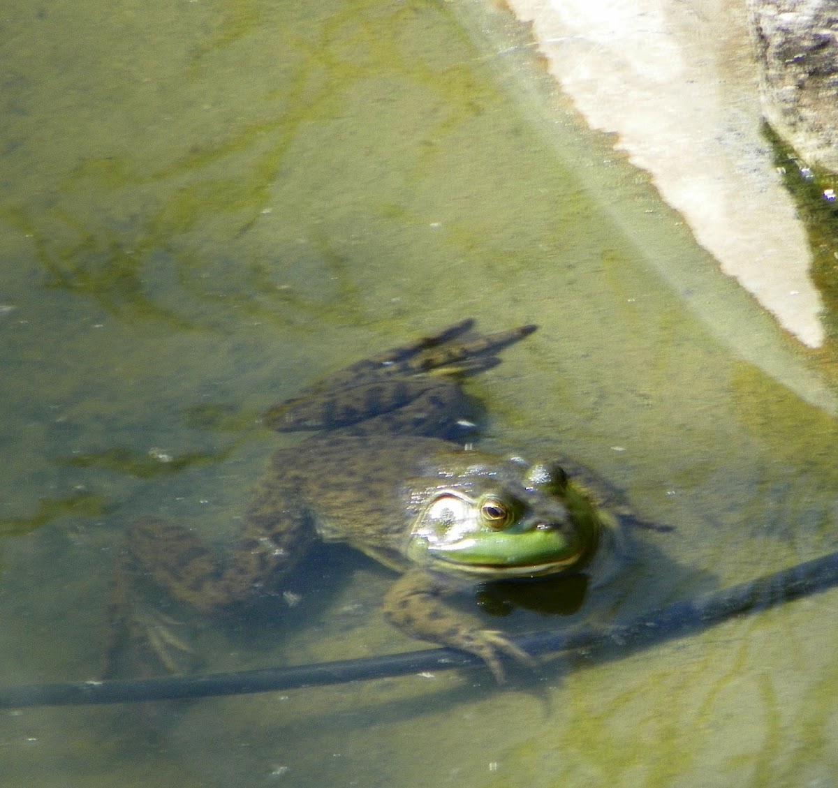 American BullFrog
