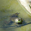 American BullFrog
