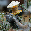 Eastern gray squirrel